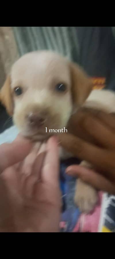 Beautiful Golden Retriever for Sale