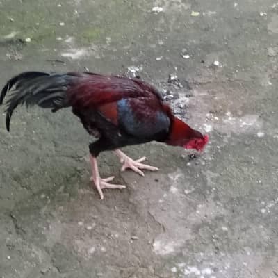 Aseel murGha for sale