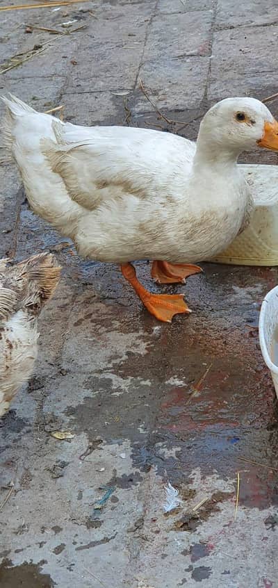 1 piear good health or flafei pankh active han location