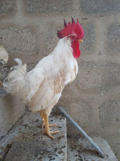 Ak desii or ak farmi h