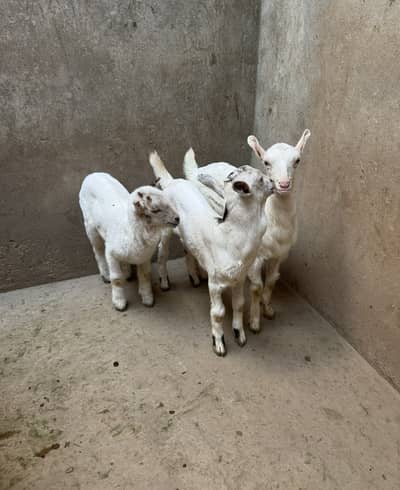 Bakriyan/goats Barbari, Teddy