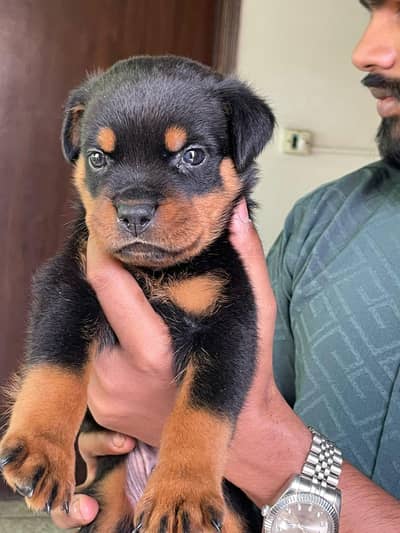 top quality rottweiler male puppy available