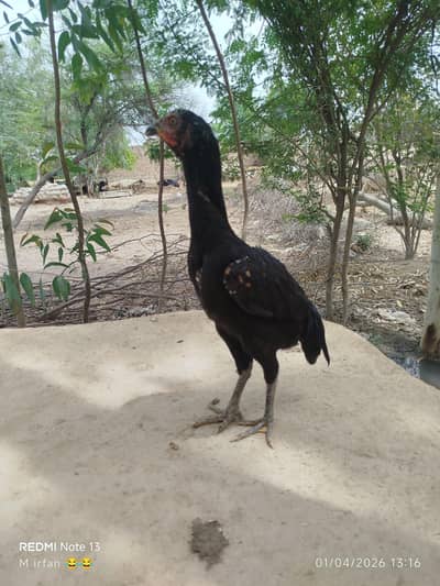 sale karni hai bro sub phathi