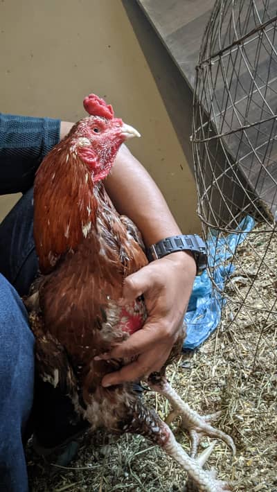 for sale 3 desi murgiya 1 murga aseel