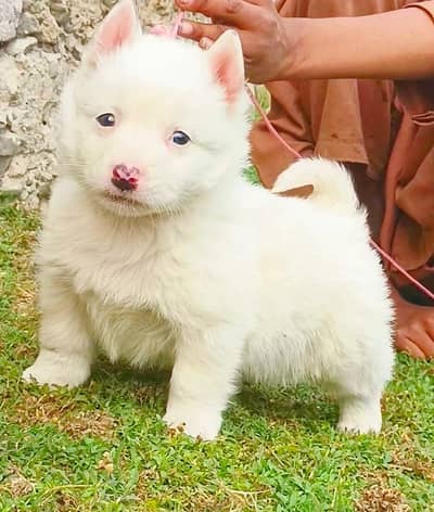 Russian dog puppy 92@330*5406115