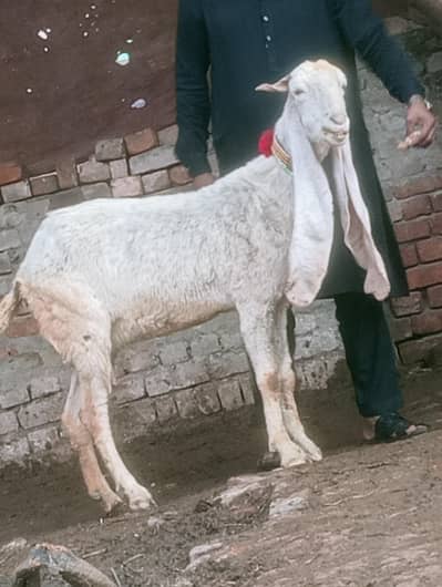 pure kamori phat sale Confram 100% Gaban