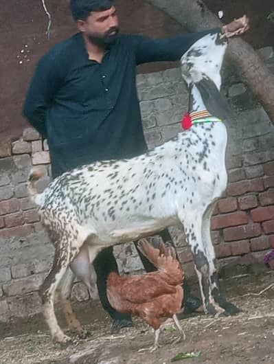 makhi Chini dood wali Confram Gaban Phat Sale