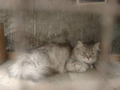 Persian cat