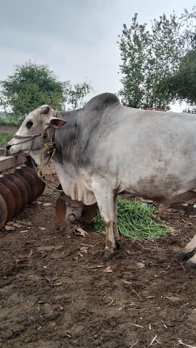 Bull for Sale,Breed: Desi Weight: 320 KG