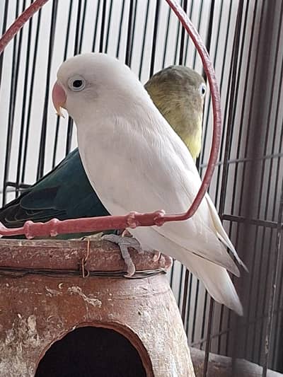 lovebird or Australia ke  parrot for sale