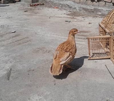 pure irani teetar contact only on watsap