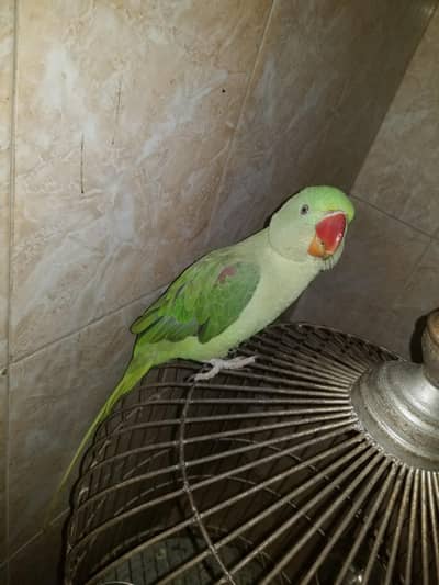 kashmiri parot