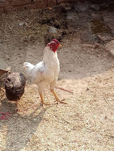 aseel murga beautiful 