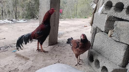 pure aseel mianwali pair