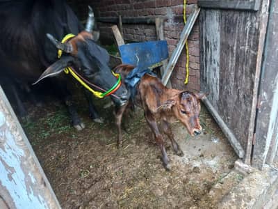 sahiwal cross/ pragnent cow/pure cow/گاے |Milking Cow