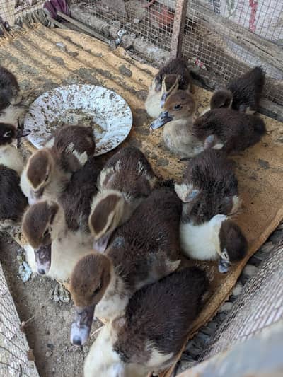 mugg duck chicks 11 peace