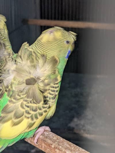 dominant pied hogoromo double flower 2 males