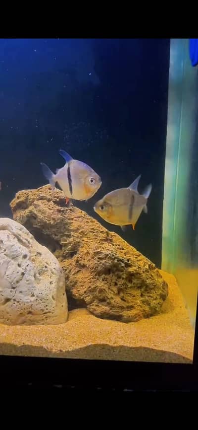 High grade Oscar Fish Sale/Bar Dollar – Rare & High-Quality Collection