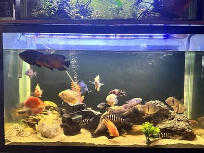 High grade Oscar Fish Sale – Rare & High-Quality Collection