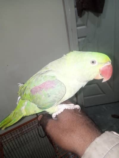 Indian rwa parrot 
