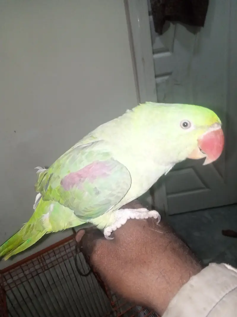 Indian rwa parrot