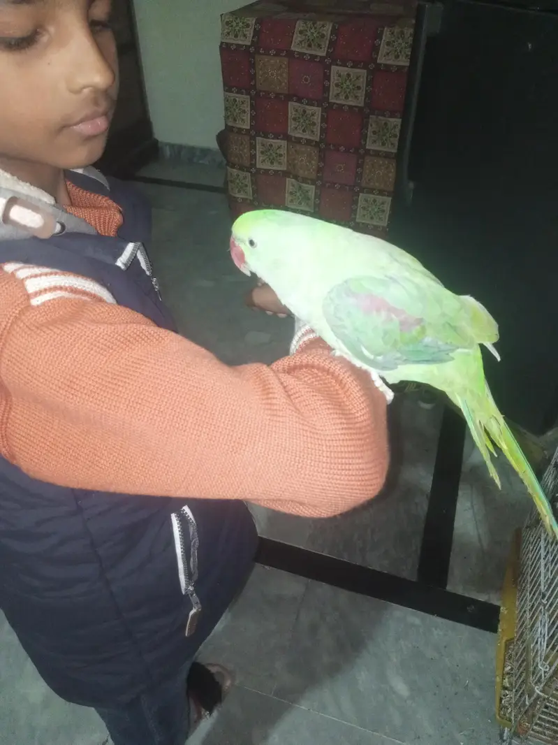 Indian rwa parrot — photo 2