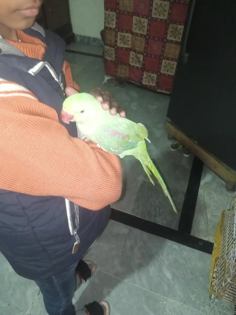 Indian rwa parrot — photo 3