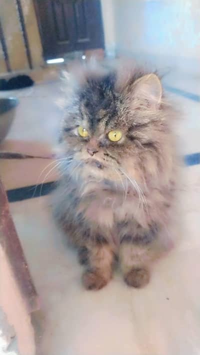 need truck dispatcher