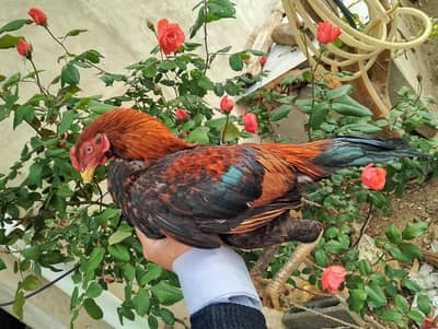 High quality Aseels available contact watsapp