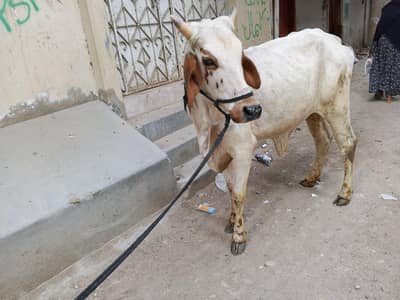 Cow  for sell