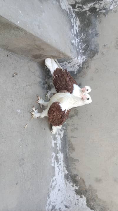Red saddle frilback chicks pair forsale