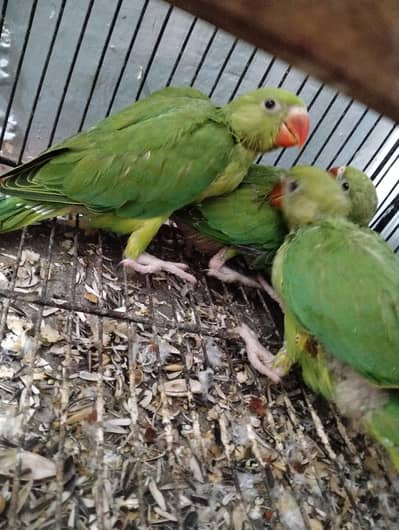 Green Ringneck chicks