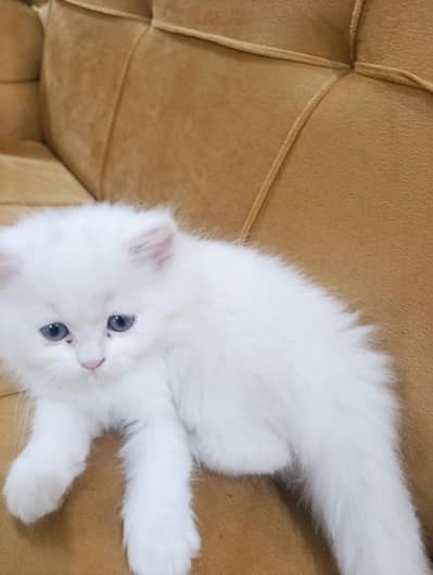 Tripple Coat Persian Male Kitten