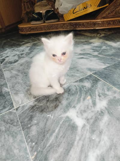Persian kittens for sale