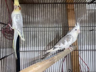 Cockatiel pair