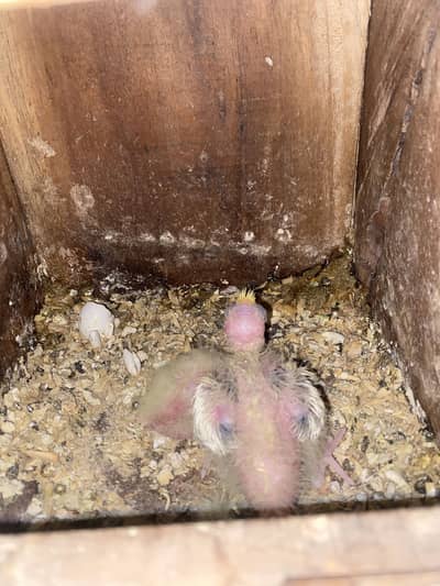 Cockatiel pair