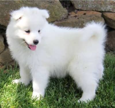 Russian puppy dog for sale My WhatsApp number 0348=58=36=842=