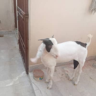 qurbani 2026 bakra or domba