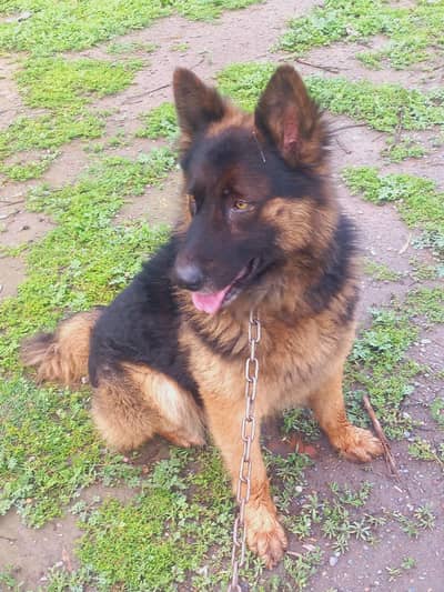 German shepherd dubble coat male for sale