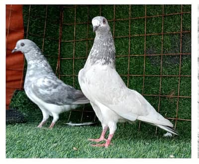 high flying pigeon tedi,lakhy, sailkota rampuri. . 03201447384 1100per