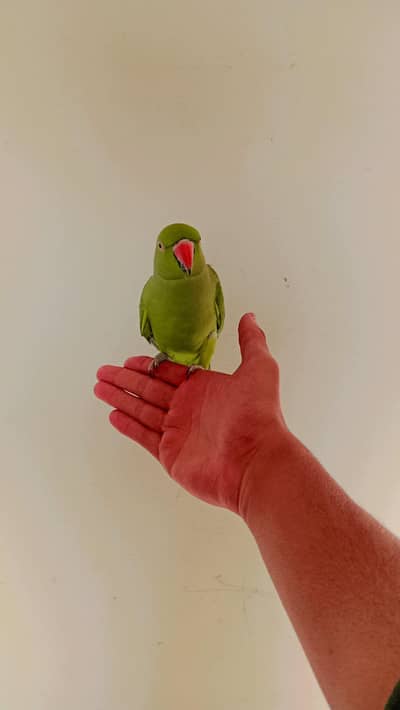 parrot