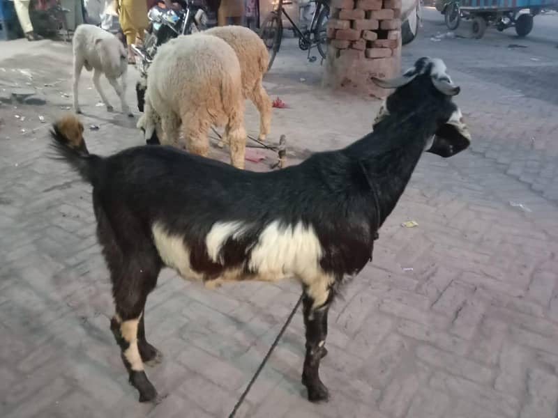 Bakra 0