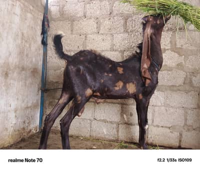 top quality breader for  sale