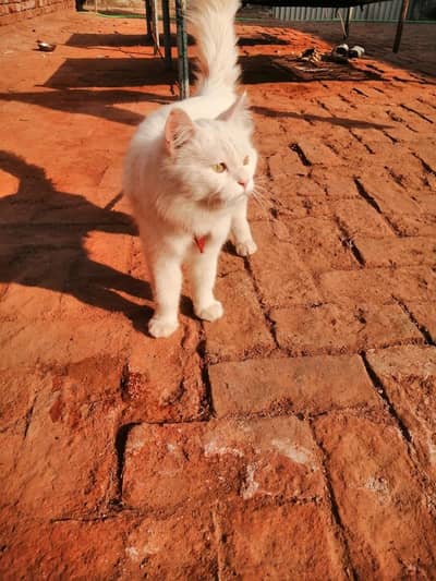 White colour bueaty full