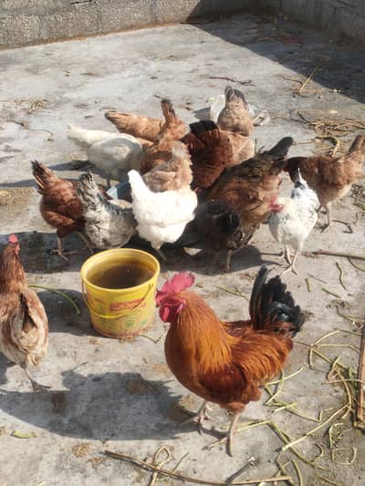 hens for sale