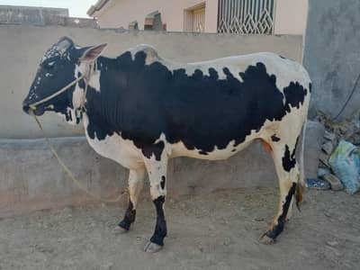 Bull Available for sale