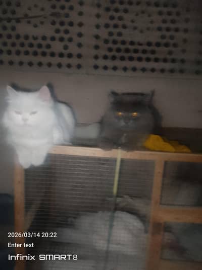 beautiful pair for parsion cats triper coat