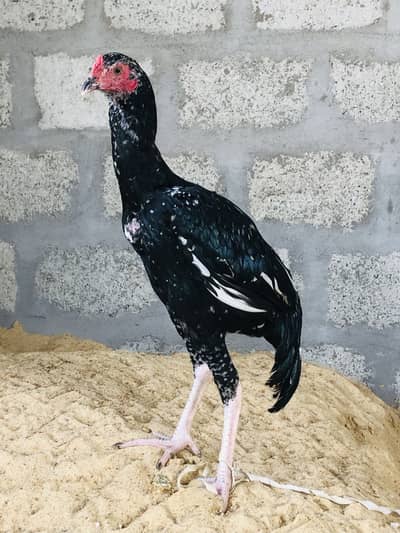 Aseel puliya Thai cảo se ha