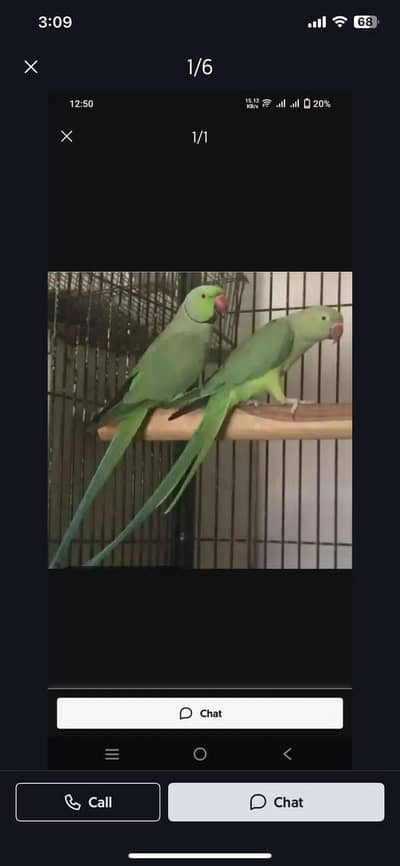 love birds offer 12k ka pair breeder