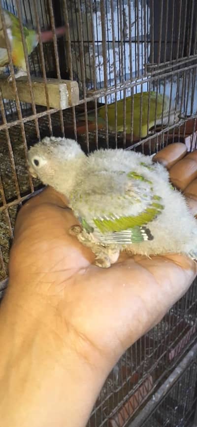 pineaple cunoure chiks . 03081250912